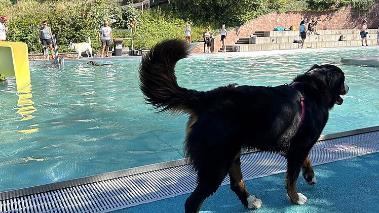 Tierisches Vergnügen zu Saisonende: Hunde-Badetag in Bad Kissingen