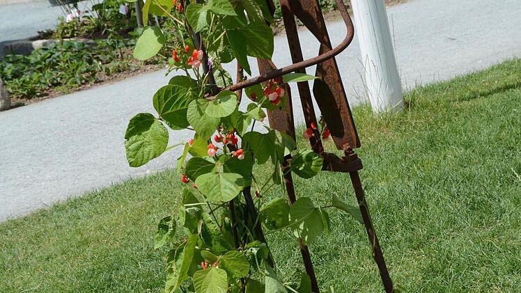 Impressionen von der Landesgartenschau in Bayreuth Foto: Dagmar Besand