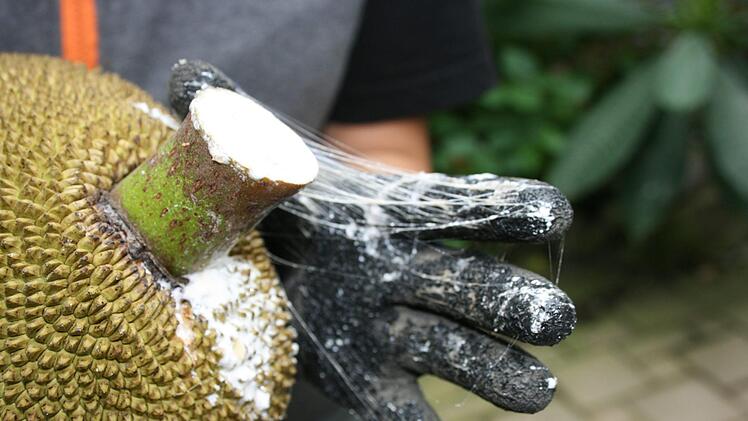 Zum Ernten sollte man Handschuhe verwenden, denn der wei&szlig;e Saft, der austritt, ist sehr klebrig.Maria L&ouml;ffler