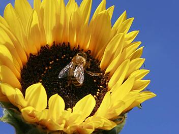 Das Volksbegehren möchte nicht nur die Bienen, sondern allgemein das Artensterben von Insekten und Pflanzen stoppen.Tobias Hase / dpa