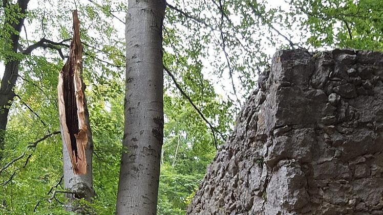Diese Buche ist knapp einen Meter neben dem Naturtheater umgestürzt.