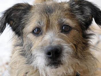 Nero kannte keine Liebe - nur die Kette.  Foto: Tierheim