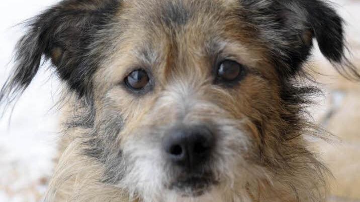Nero kannte keine Liebe - nur die Kette.  Foto: Tierheim
