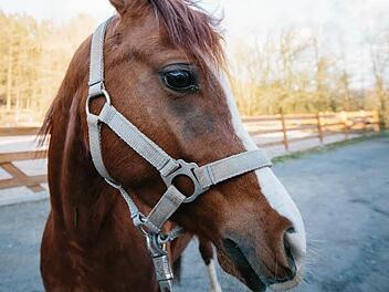 Ist es in Ordnung oder Tierquälerei, wenn Ponys wie dieses auf Volksfesten Kinder im Kreis herumtragen? Foto: Hendrik Steffens