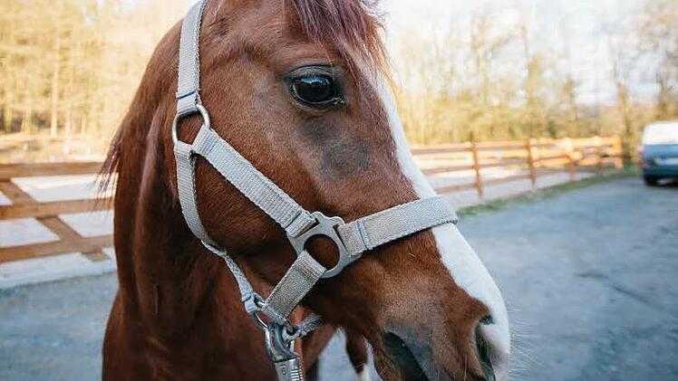 Ist es in Ordnung oder Tierquälerei, wenn Ponys wie dieses auf Volksfesten Kinder im Kreis herumtragen? Foto: Hendrik Steffens