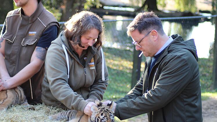 Tigerdrillinge im Tierpark Str&ouml;hen