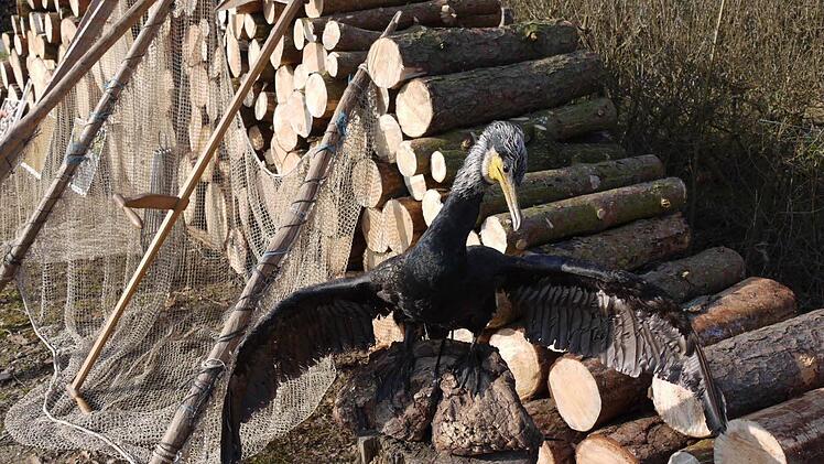 Der ausgestopfte Kormoran Foto: Pauline Lindner