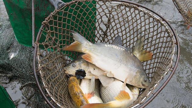 Gro&szlig;e Mengen von Speisekarpfen k&ouml;nnen derzeit schwer vermarktet werden.Foto: dpa