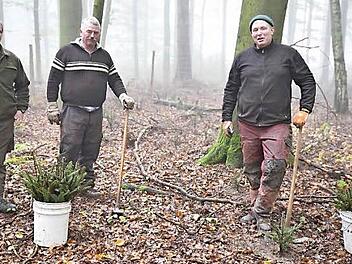 Unter Anleitung von Revierleiter Clemens Beyer (links) pflanzen die Forstwirte Helmut Koch (Mitte) und Jan Brandenburger im Rahmen des Waldumbaus im Königsberger Wald in einem Buchenbestand Weißtannen.