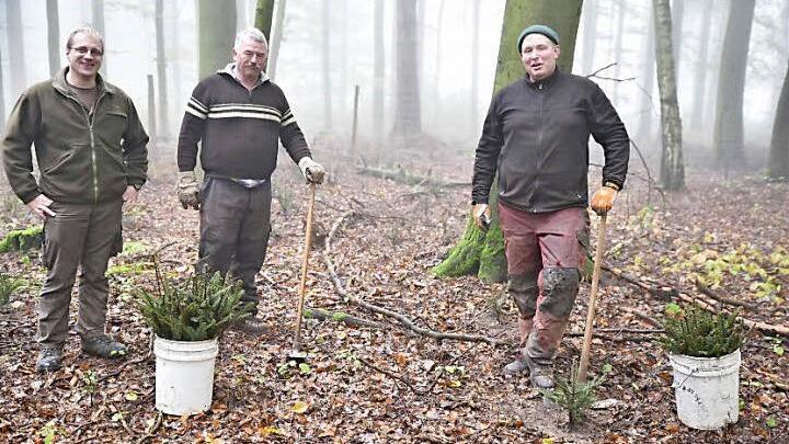 Unter Anleitung von Revierleiter Clemens Beyer (links) pflanzen die Forstwirte Helmut Koch (Mitte) und Jan Brandenburger im Rahmen des Waldumbaus im Königsberger Wald in einem Buchenbestand Weißtannen.