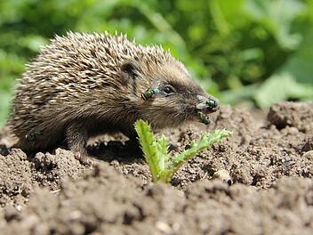 Wer Igeln in seinem Garten gute Bedingungen bietet, kann womöglich bald Igeljunge durchs Beet tapsen sehen. Foto: Miriam Hegner