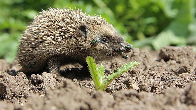 Wer Igeln in seinem Garten gute Bedingungen bietet, kann womöglich bald Igeljunge durchs Beet tapsen sehen. Foto: Miriam Hegner