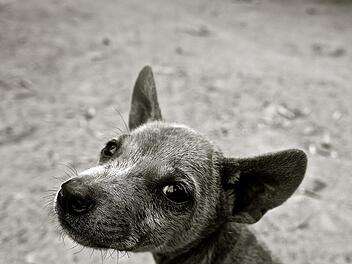 Der kleine Findel-Welpe "Jack" ist auf dem besten Weg ein echter Polizeihund zu werden. Symbolbild: ludi/pixabay.com