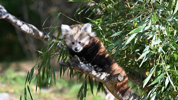 Nachwuchs bei den Kleinen Pandas im Erlebnis-Zoo Hannover
