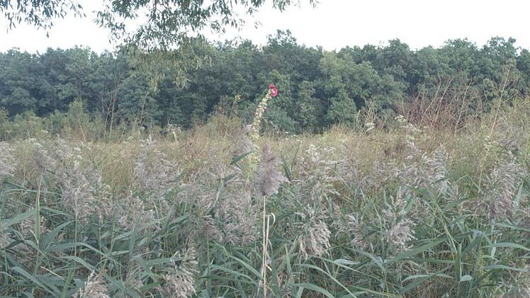 Keine Spur von Dürreschäden: Die Wildpflanzen stehen dicht an dicht auf dem 1,6 Hektar großen Feld in der Großwenkheimer Flur.  Michael Petzold