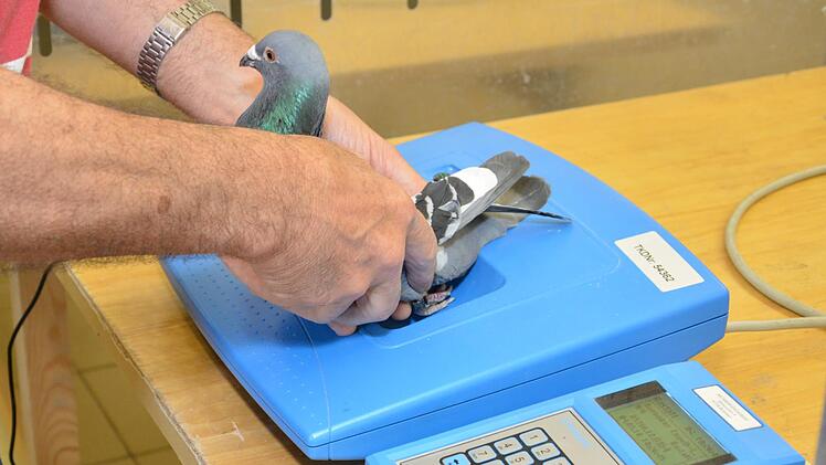 Jede Taube wird vor dem Flug registriert. Dank eines elektronischen Fu&szlig;rings ist dies innerhalb weniger Sekunden erledigt. Foto: Bj&ouml;rn Hein
