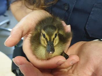 Polizeibeamter wird Enten-Papa