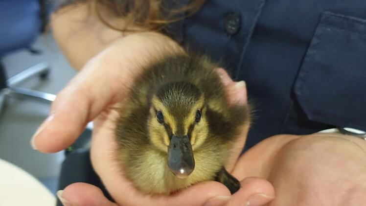 Polizeibeamter wird Enten-Papa