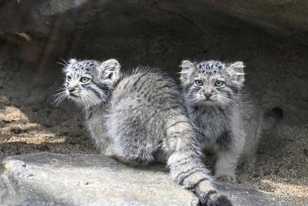 Manul-Jungtiere in Kobe