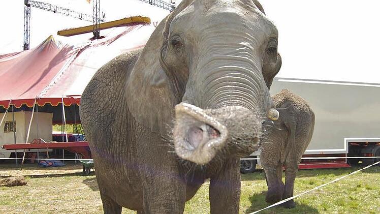 Zirkus Voyage in Bad Kissingen 2016. Foto: Sigismund von Dobschütz