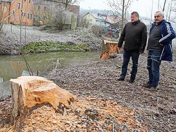 Stefan Himpel und Hermann Popp (v.l.) an einer von Bibern abgenagten Trauerweide in Fetzelhofen. Unter der Brücke am Ortseingang (rechts) haben die Nagetiere ihren Biberdamm gebaut.  Fotos: Andreas Dorsch