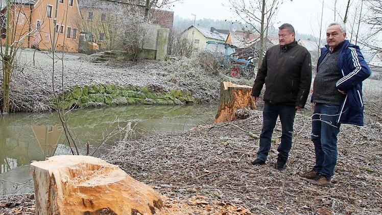 Stefan Himpel und Hermann Popp (v.l.) an einer von Bibern abgenagten Trauerweide in Fetzelhofen. Unter der Brücke am Ortseingang (rechts) haben die Nagetiere ihren Biberdamm gebaut.  Fotos: Andreas Dorsch