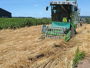 Mit einem Parzellenmähdrescher wurde im vergangenen Sommer die Dicke Trespe auf dem Gelände der Landwirtschaftlichen Lehranstalten in Bayreuth geerntet.