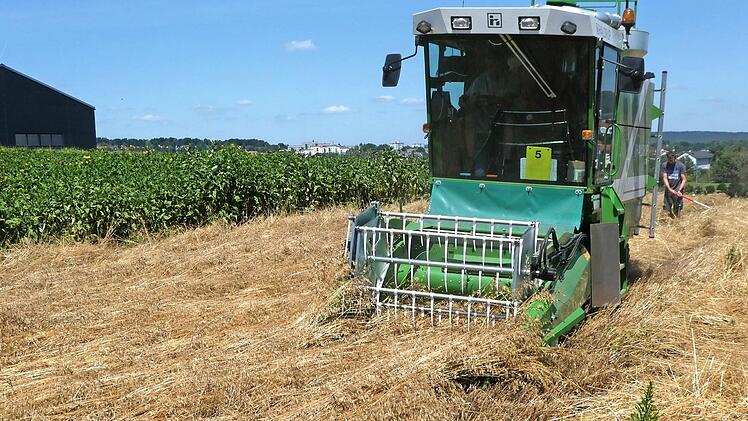 Mit einem Parzellenmähdrescher wurde im vergangenen Sommer die Dicke Trespe auf dem Gelände der Landwirtschaftlichen Lehranstalten in Bayreuth geerntet.