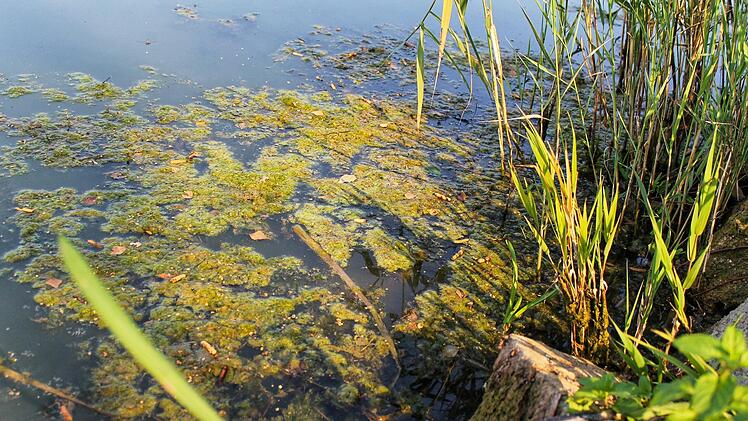 Der grüne Schlamm am Seeufer ist zwar unansehnlich, das eigentliche Problem sind aber die Algen darunter. Foto: Teresa Hirschberg