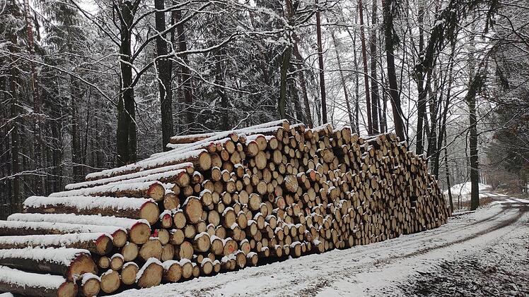 Waldbesitzer dürfen eigene Bäume nicht fällen - Kritik an neuer Bundesverordnung