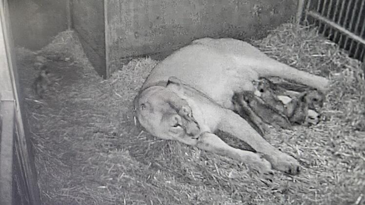 L&ouml;wen-Nachwuchs im Tiergarten N&uuml;rnberg