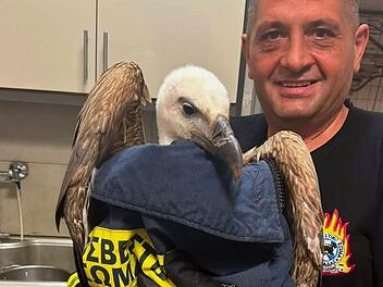 G&auml;nsegeier verhindert Flugzeugstart