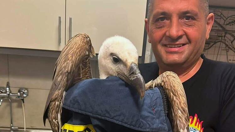 G&auml;nsegeier verhindert Flugzeugstart