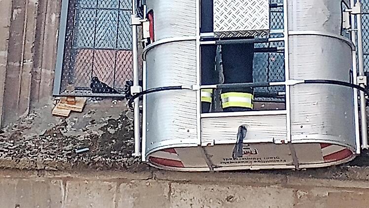 Eine Dohle war hinter das Schutzgitter gekommen.