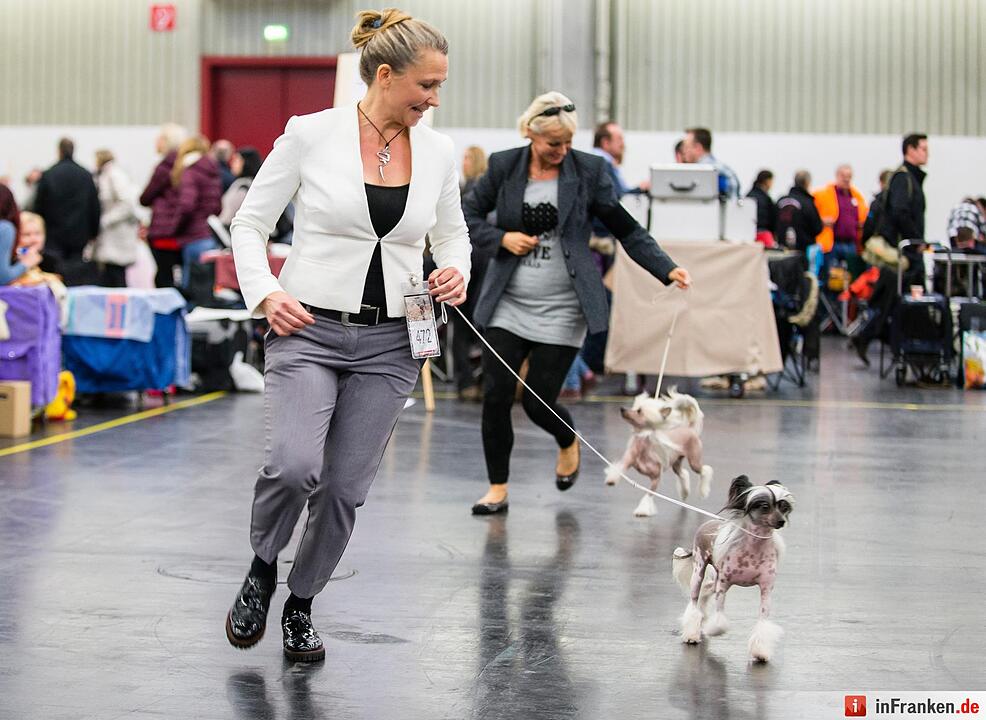 Internationale Rassehunde-Ausstellung «Cacib» in Nürnberg
