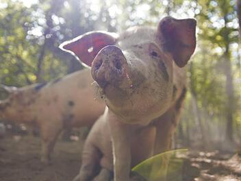 Hier bin ich Schwein, hier darf ich's sein: In einem Wald im Landkreis Kitzingen leben sogenannte Eichelschweine nach einem vergessenem Rezept. Foto: Stephan Großmann