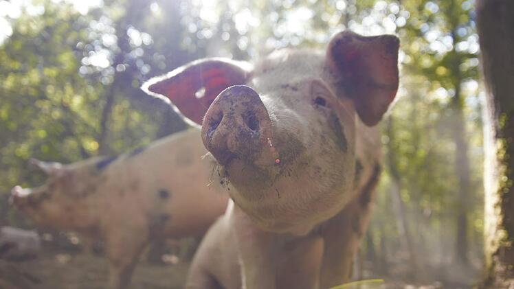 Hier bin ich Schwein, hier darf ich's sein: In einem Wald im Landkreis Kitzingen leben sogenannte Eichelschweine nach einem vergessenem Rezept. Foto: Stephan Großmann