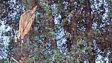 Äste knickten wie Streichhölzer.