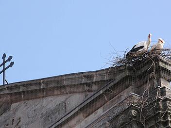 Auf der Westfassade der Höchstadter Georgskirche bauen Störche gerade einen neuen Horst.  Fotos: Sebastian Martin