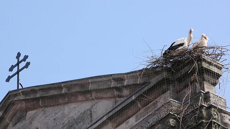 Auf der Westfassade der Höchstadter Georgskirche bauen Störche gerade einen neuen Horst.  Fotos: Sebastian Martin