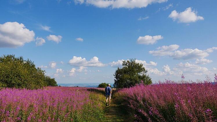 Durch ein Meer von Weidenröschen führt dieser Wanderweg in der Rhön.Heike Beudert