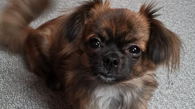 Tierheim Nürnberg: Hund "Henry" hat schweren Start ins Leben und "einige Besonderheiten"