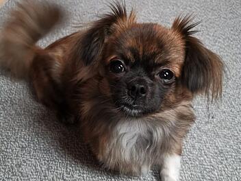 Tierheim Nürnberg: Hund "Henry" hat schweren Start ins Leben und "einige Besonderheiten"