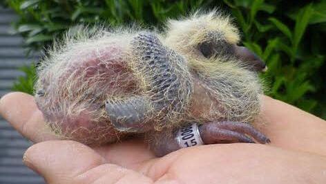 Gerade einmal fünf Tage ist diese Taube alt.