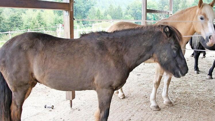 Die Tiere dürfen sich aussuchen, ob sie sich lieber im offenen Stall aufhalten oder auf der direkt angrenzenden Koppel.