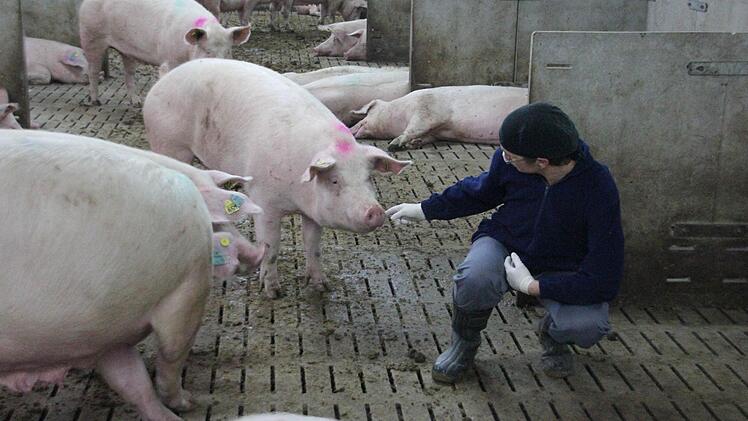 Schweine sind Herdentiere und brauchen Zuneigung. Die kriegen sie von Marina Herr, die immer wieder Streicheleinheiten verteilt.   Fotos: Friedwald Schedel
