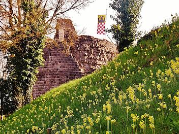 Schlüsselblumen an der Burg Botenlauben. Foto: Werner Vogel