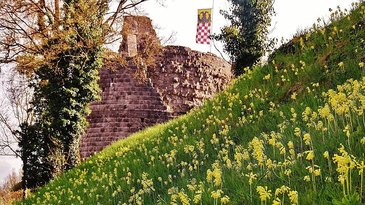 Schlüsselblumen an der Burg Botenlauben. Foto: Werner Vogel