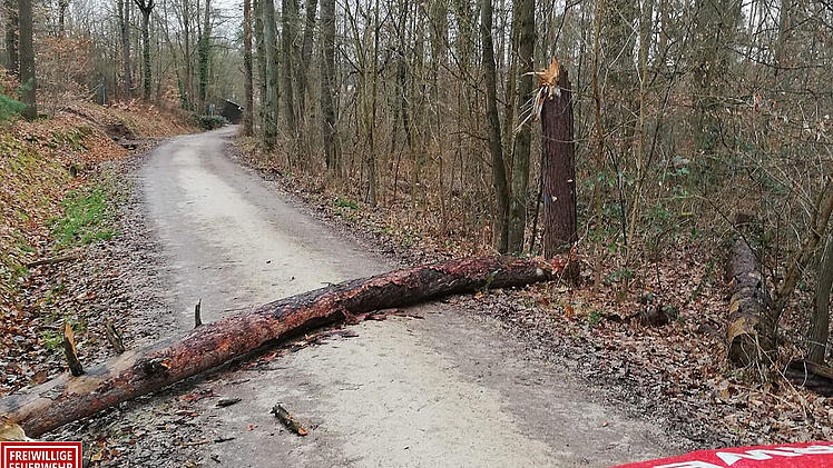 Ein Baum stürzte auf den Fußweg und musste von den Einsatzkräften beseitigt werden.