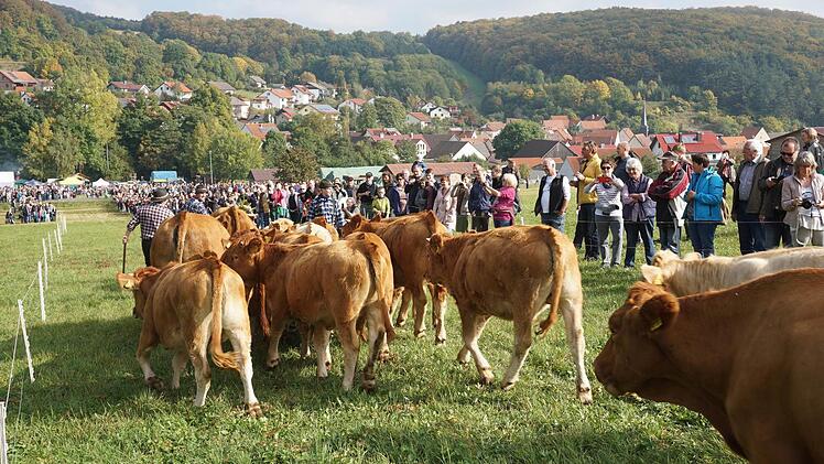 Impression vom Weideabtrieb. Foto: Marion Eckert